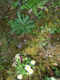 Pissenlit, pâquerette et violette