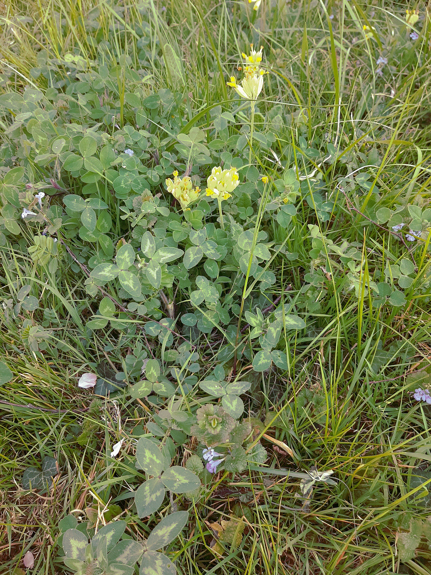 trèfle, lierre terrestre et primevère officinale (coucou)