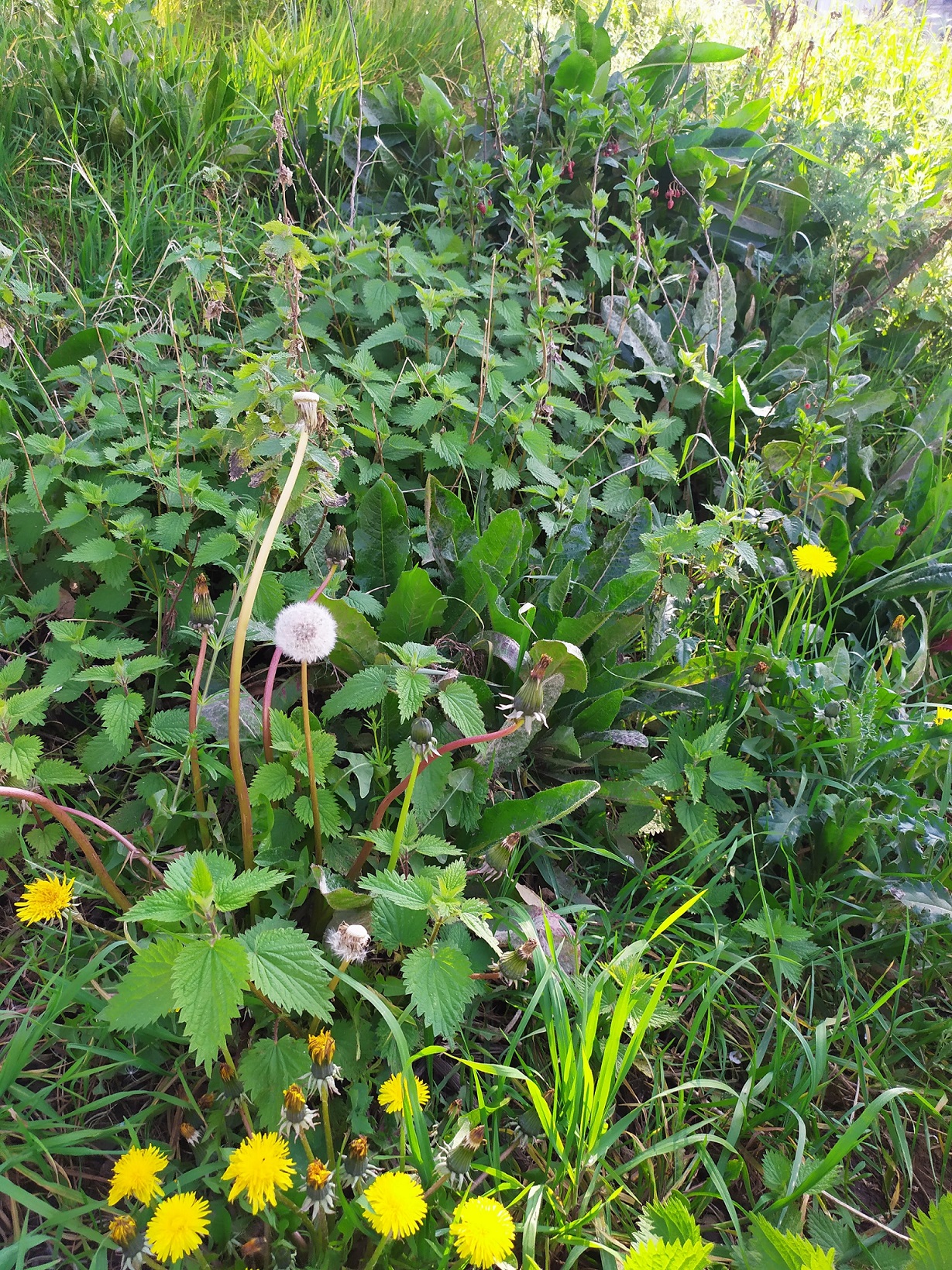 Biodiversité: talus de l'église