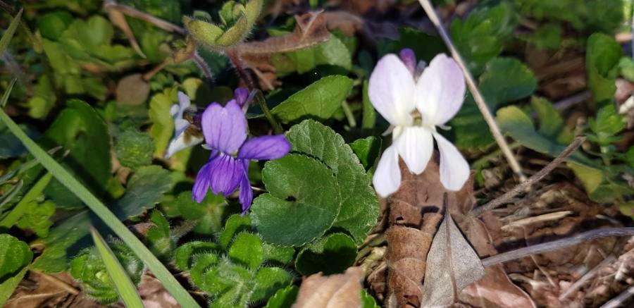 Viola odorat et Viola alba sur lit de feuille de Glechoma hederacea