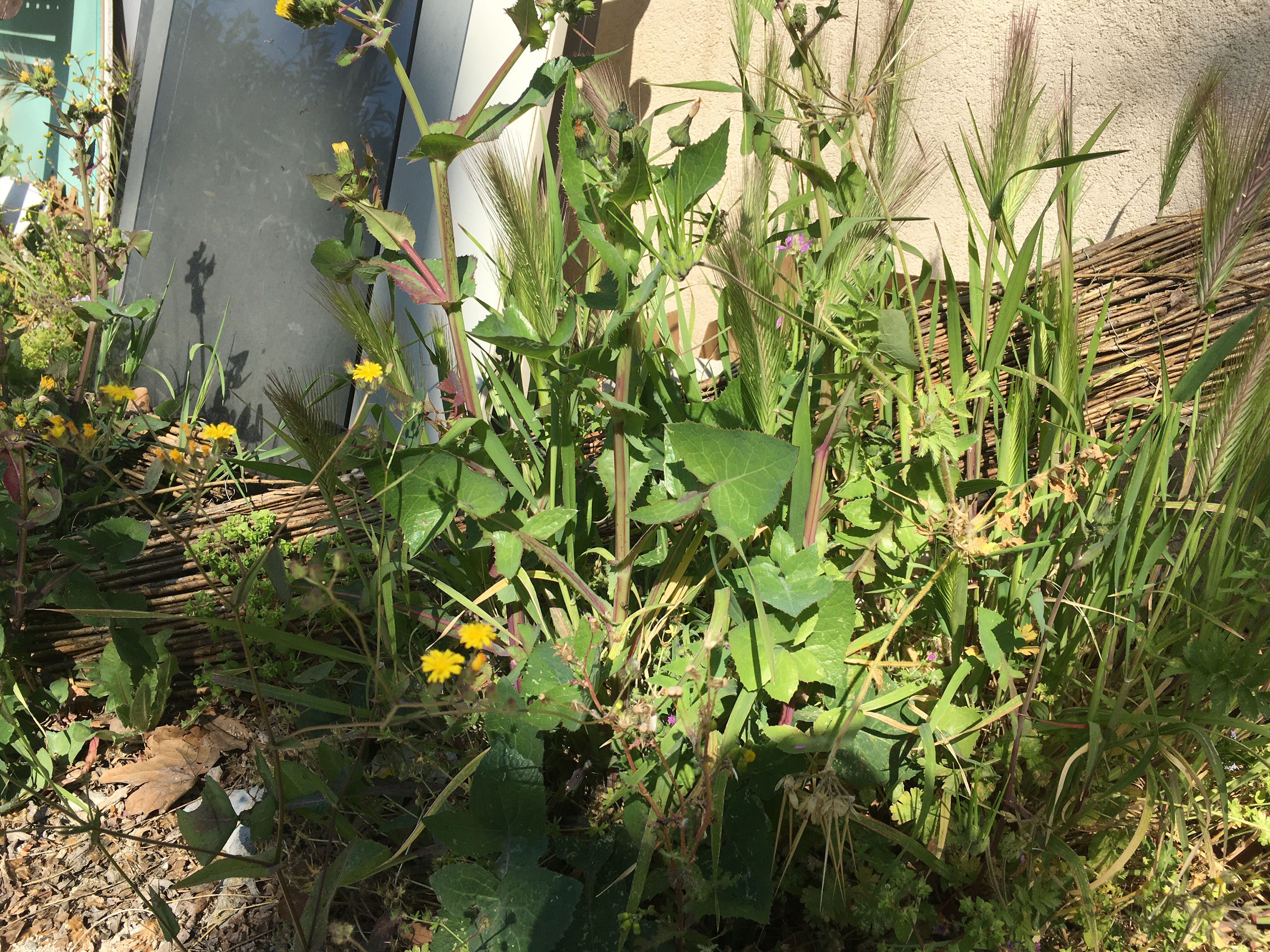 Biodiversité devant le garage
