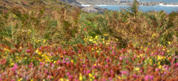 Paysage de lande sur des falaises