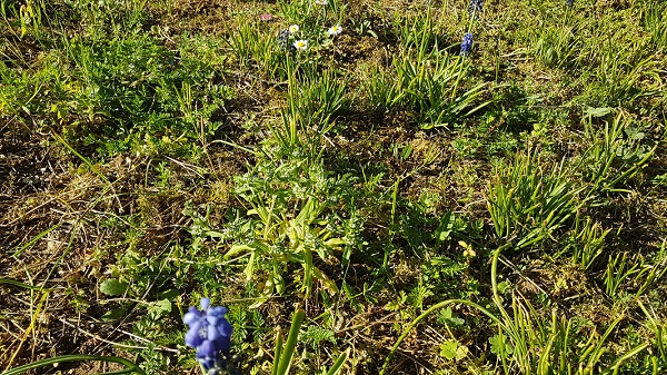 Biodiversité auprès de mon arbre