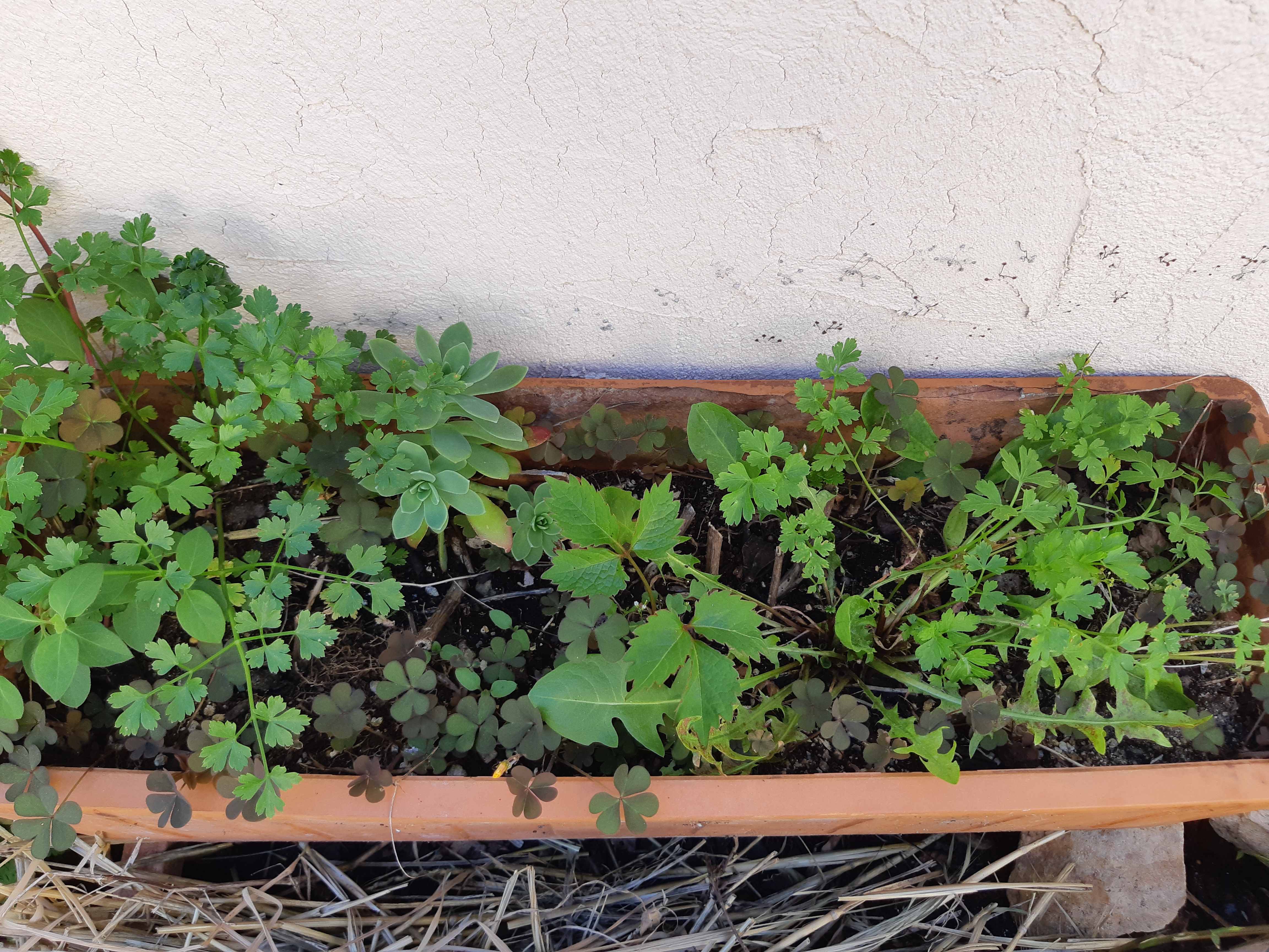 Jardinière et ses nouveaux venus