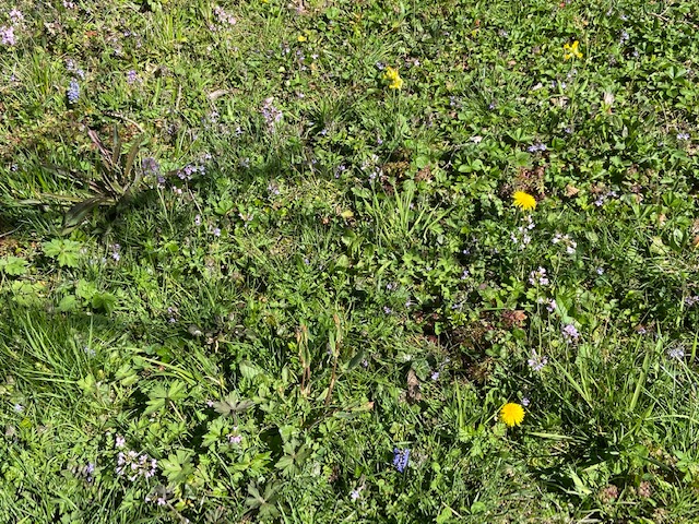 pelouse à 530 m d'altitude début avril en Isère