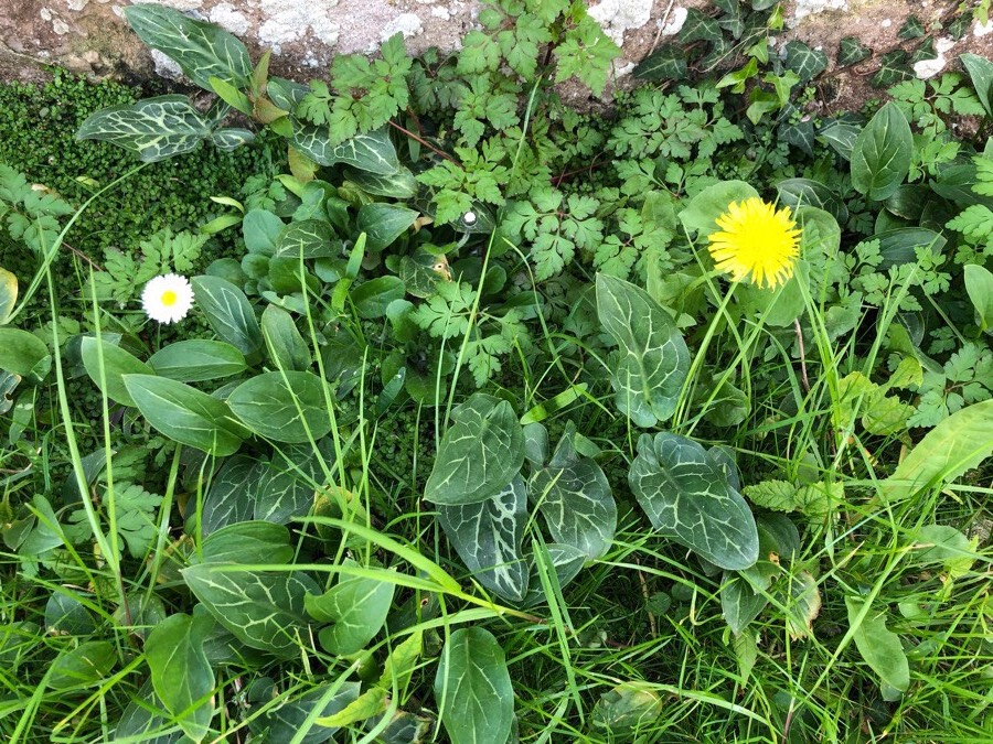 Biodiversité Regneville sur mer