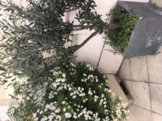 Olivier, seringas et violettes