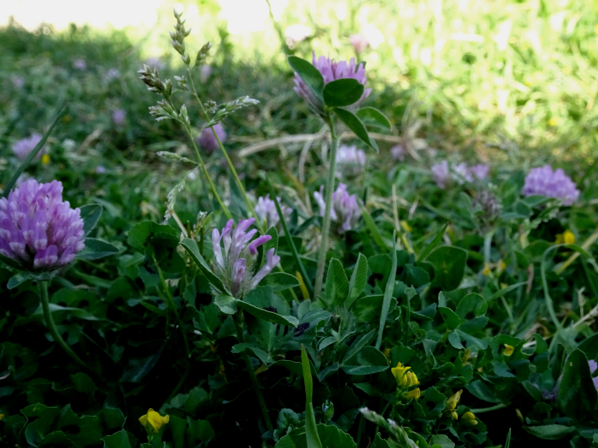fabacées violettes et jaune et graminée