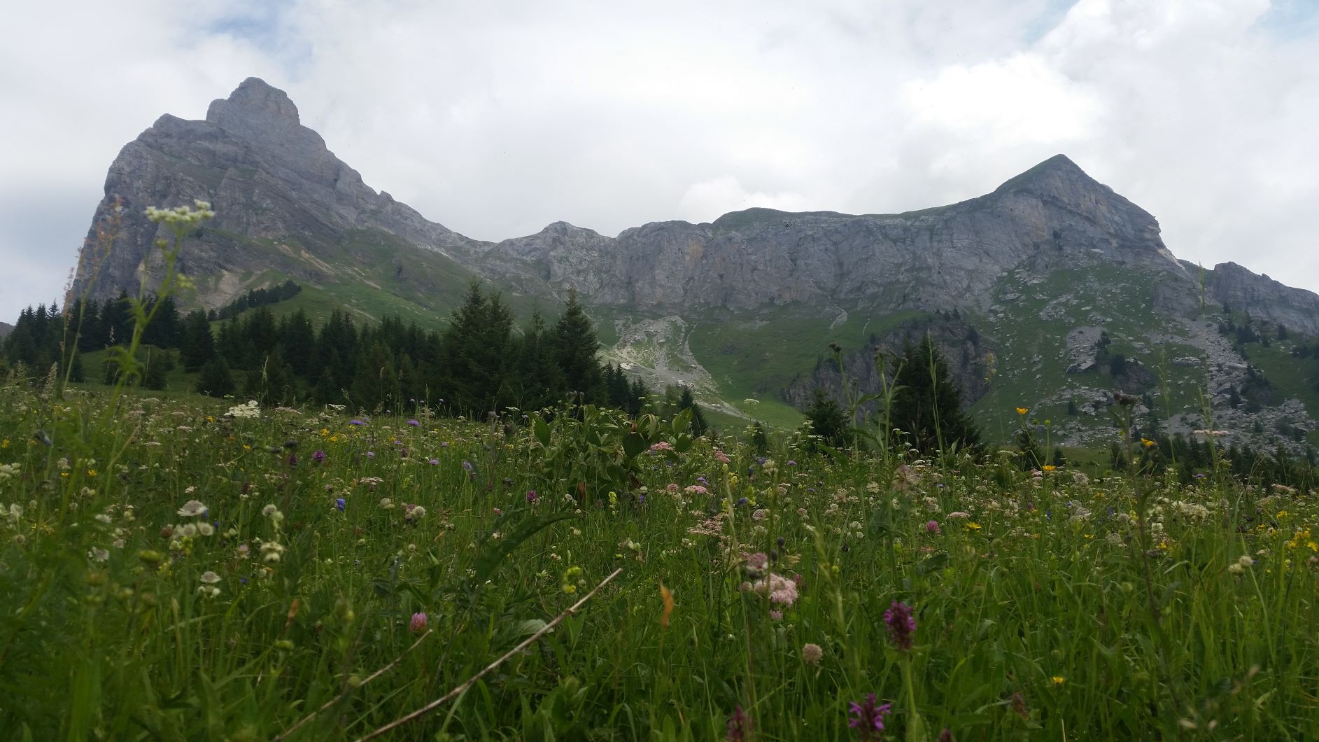 Passy prairie d'alpage