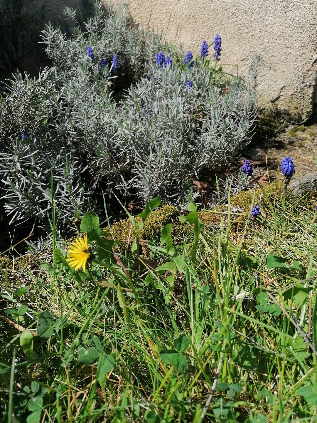 Espèce de mon jardin