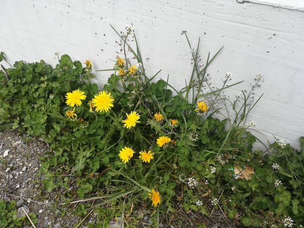 Plantes à côté d'un parking.