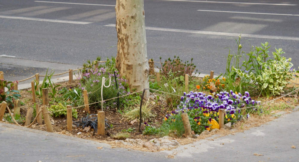 Pied d'arbre jardiné, Lyon
