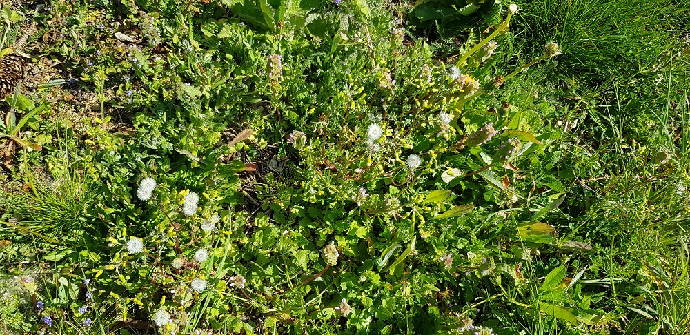 fouillis végétal lorsque l'on ne tond pas