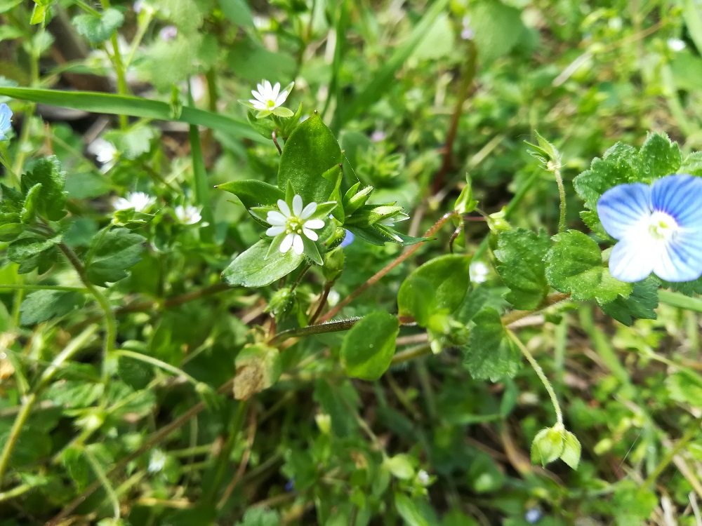 Biodiversité Loir et Cher 3