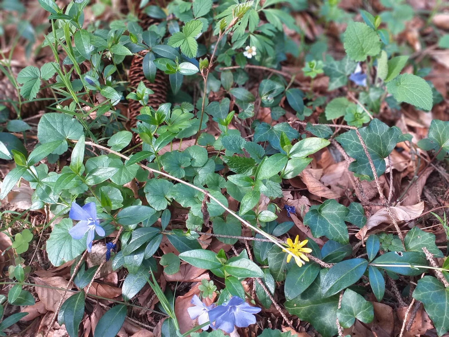 Biodiversite lisière de forêt