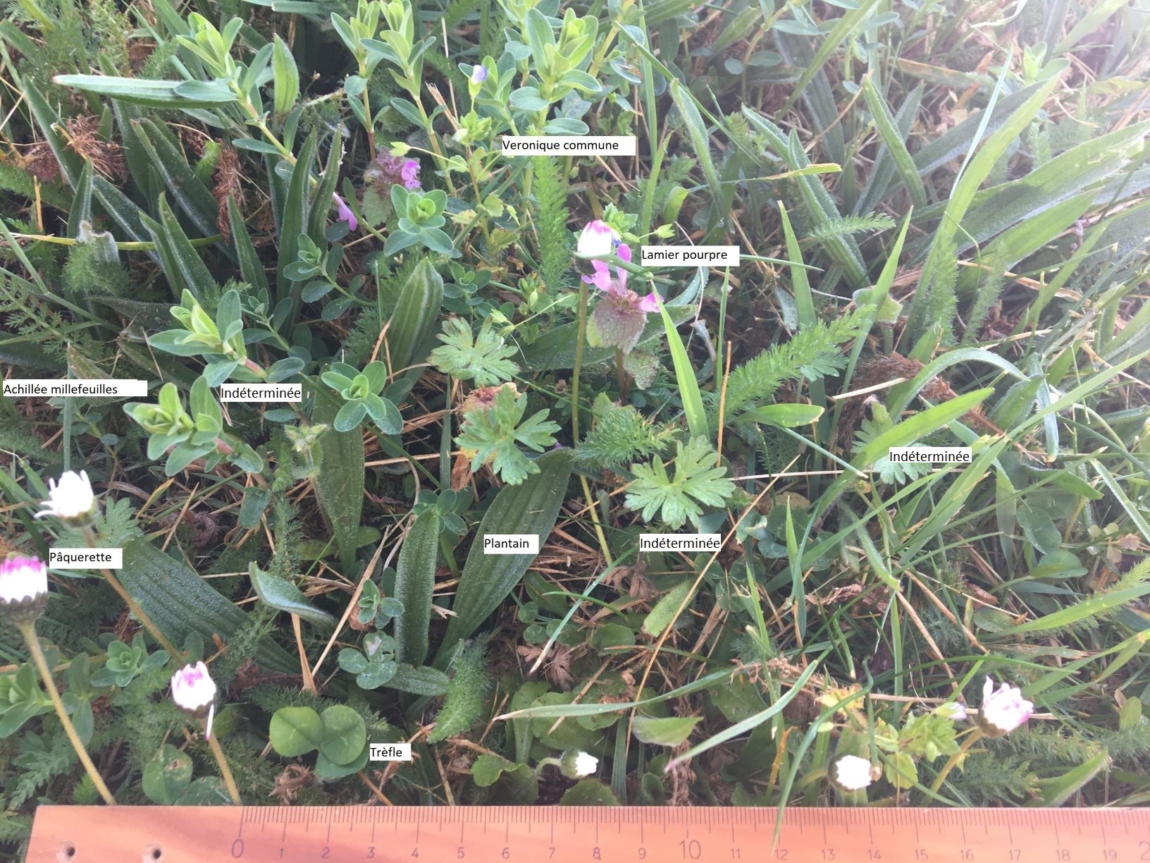 sous l'aulne glutineux