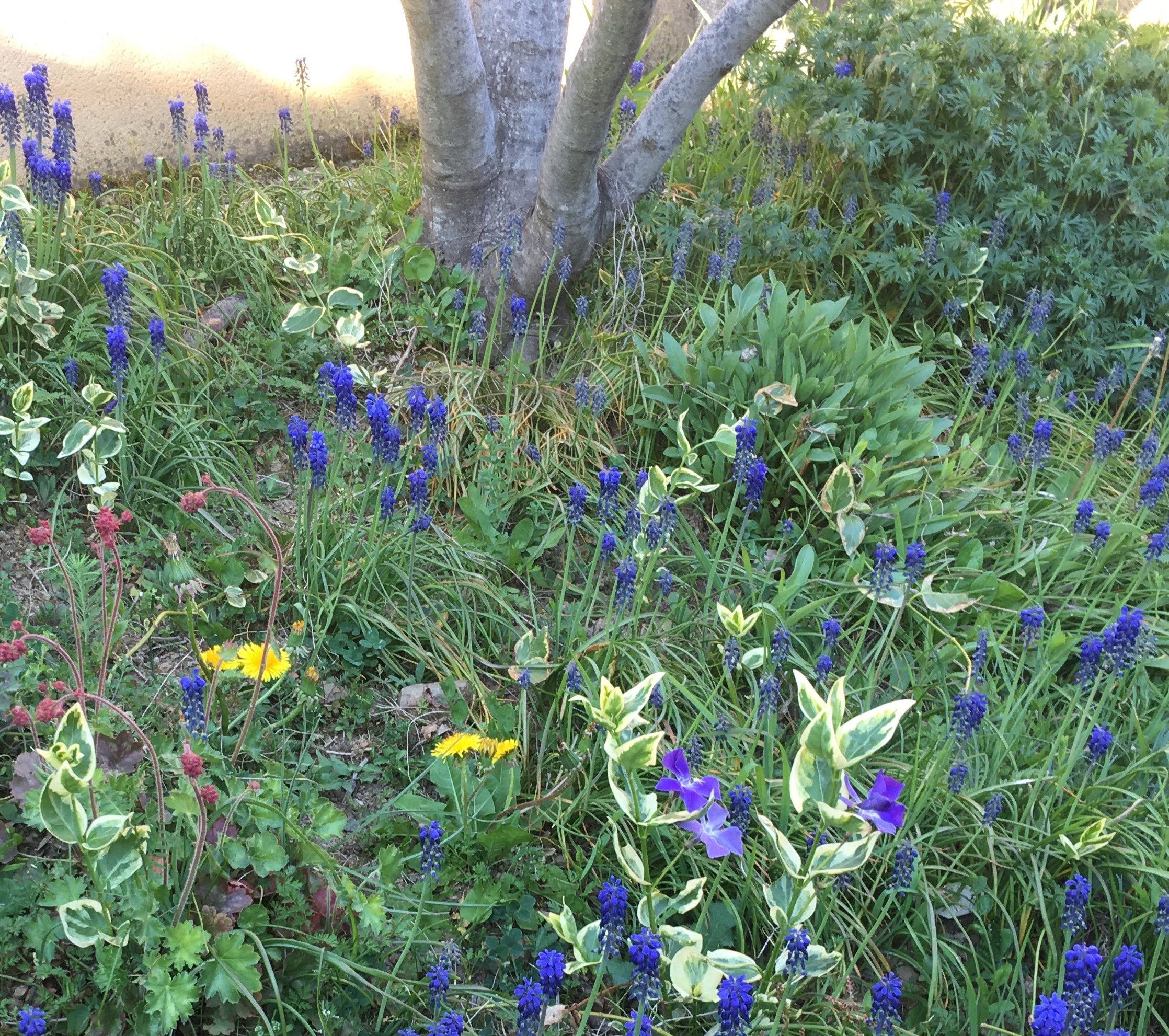 diversité botanique au pied d'un figuier