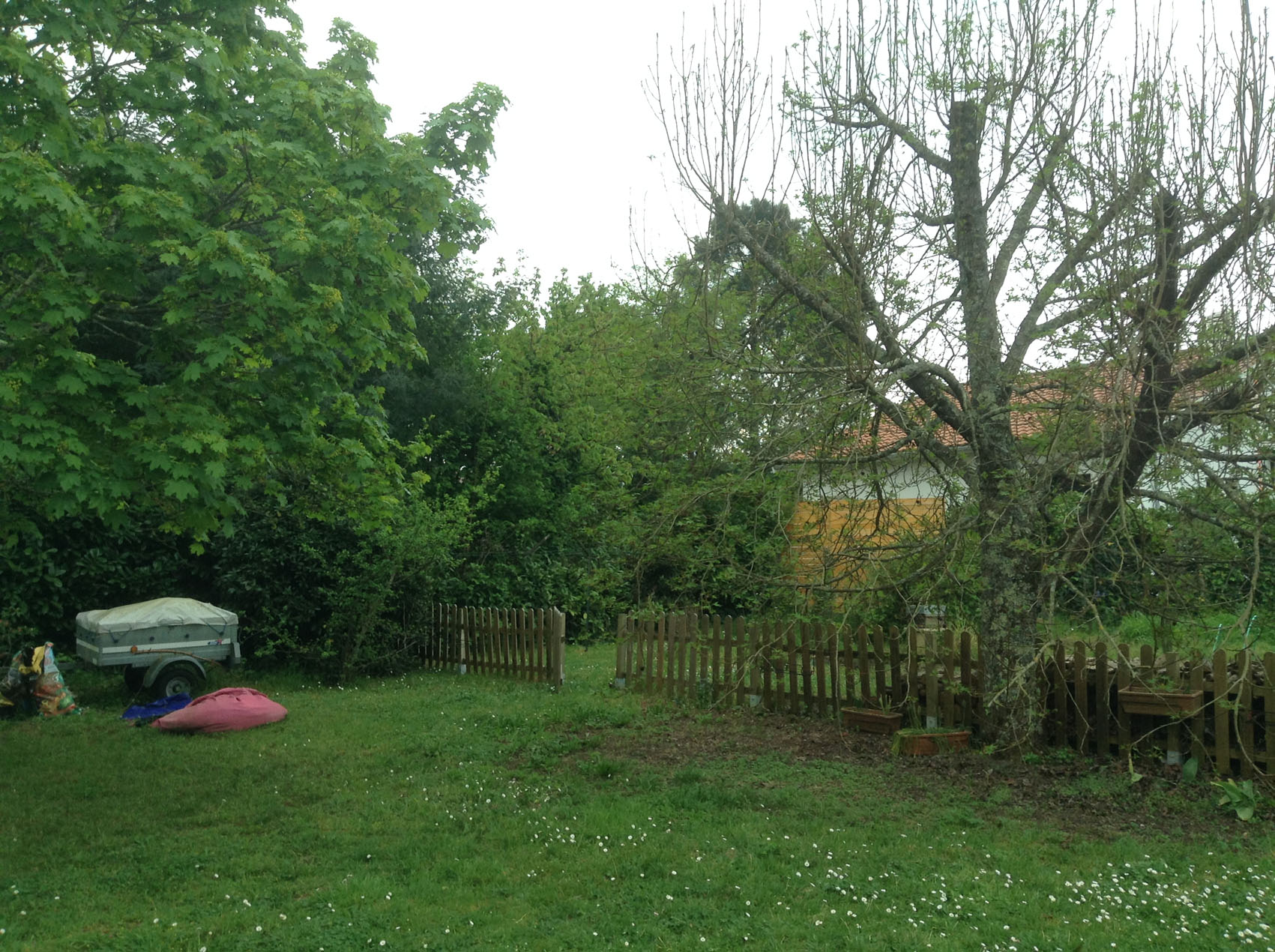 une vue large de mon jardin, avec des arbres et des petites plantes!