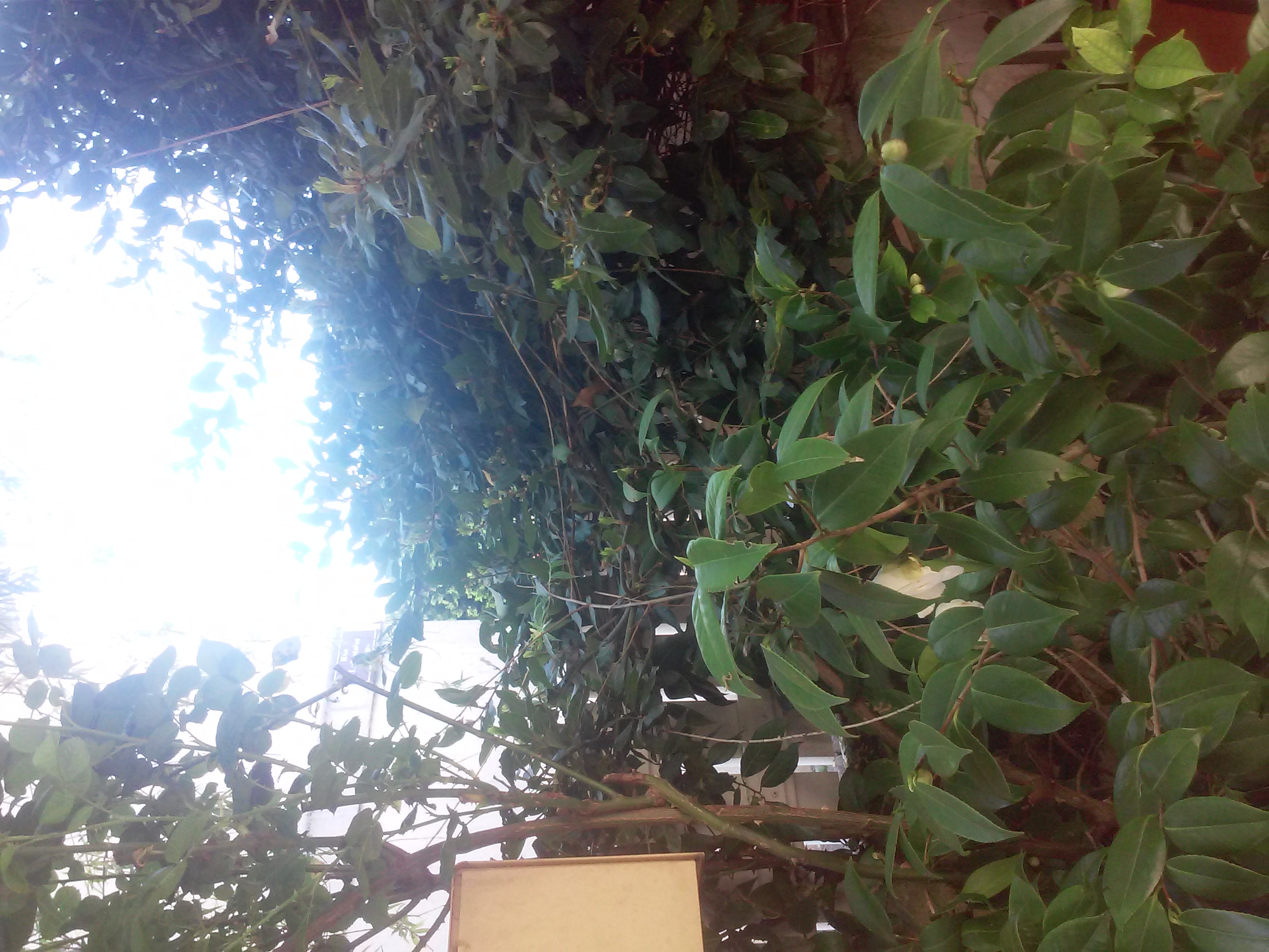 3 plantes dans mon jardin