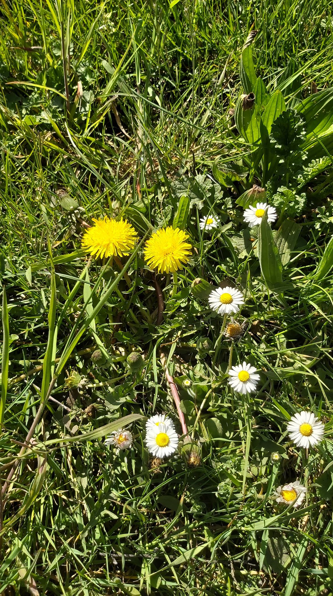 pâquerettes et pissenlit