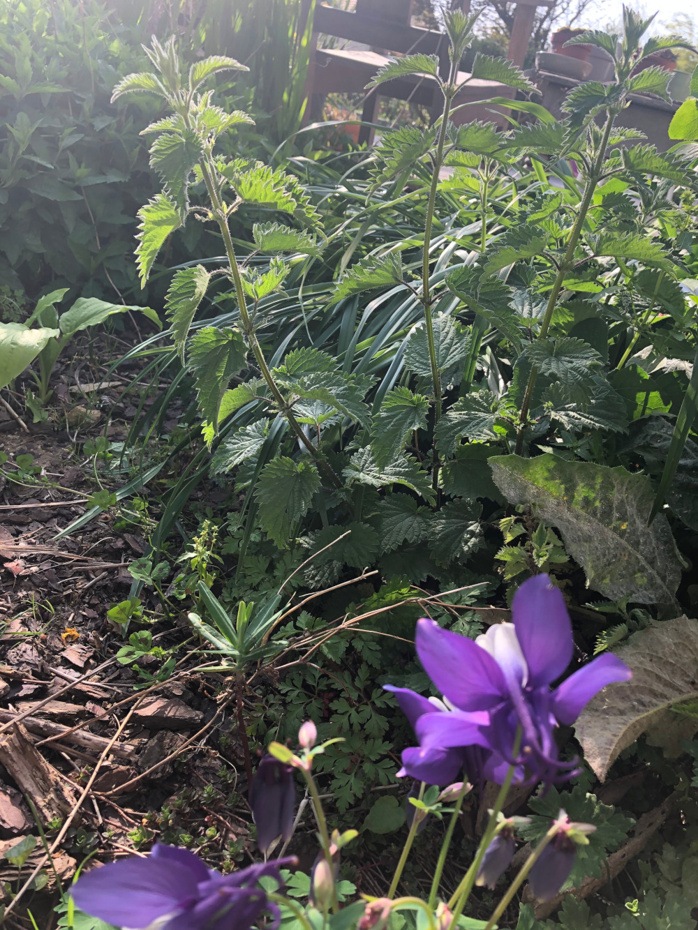 Biodiversité au jardin