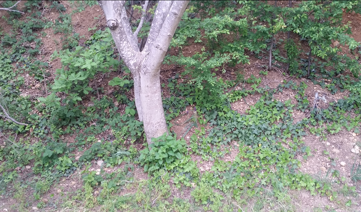 Biodiversité sous bois