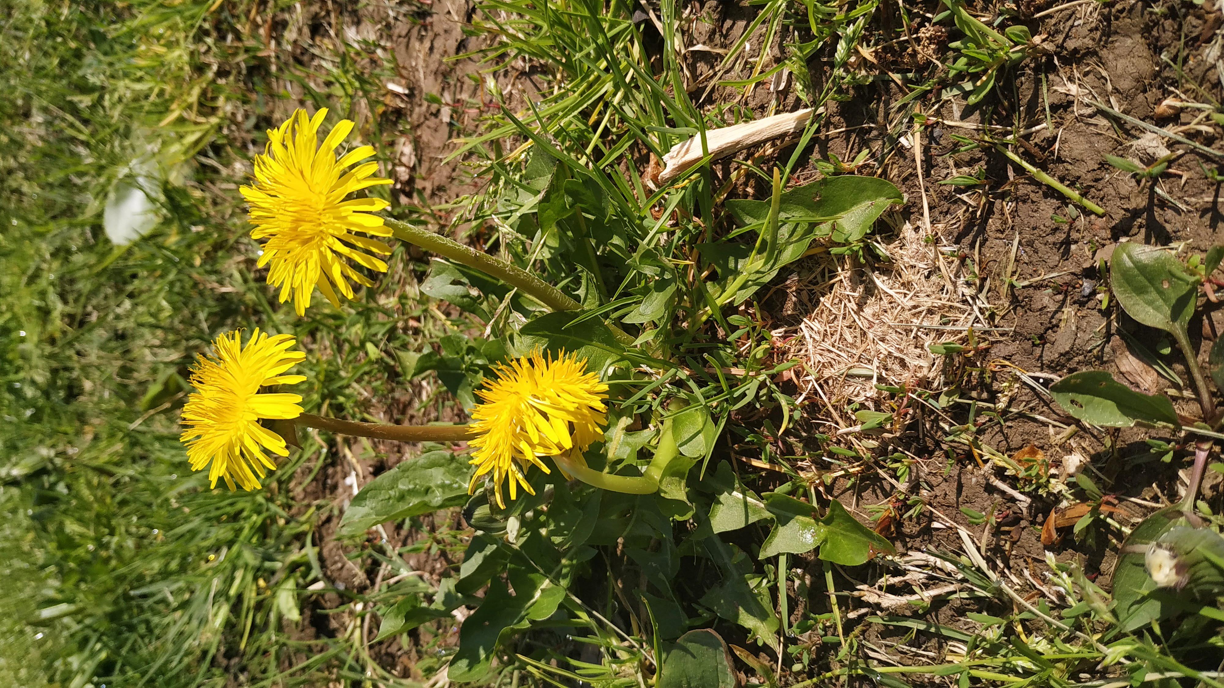 Pissenlit jaune en fleur