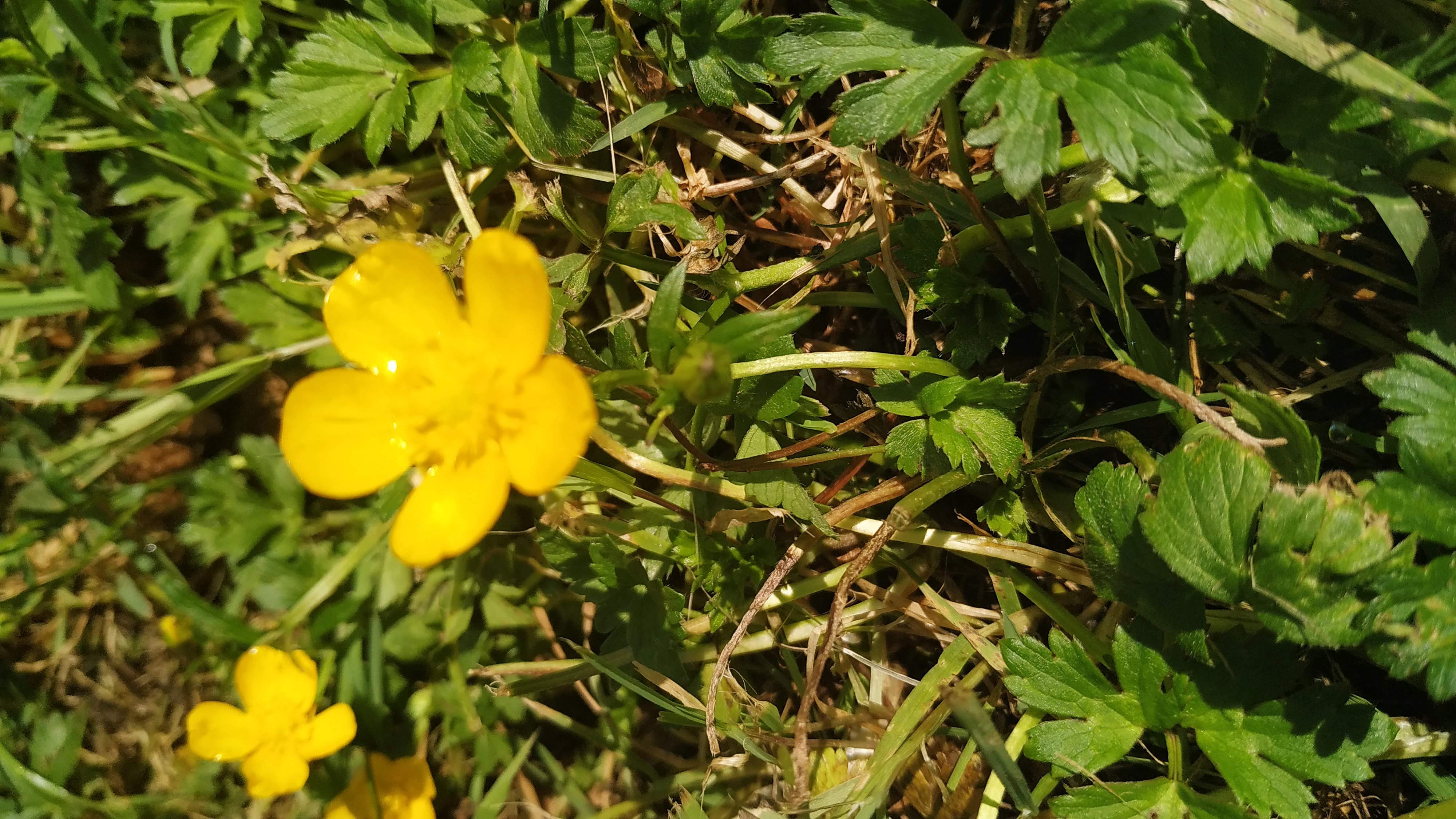 Bouton d'or en fleur