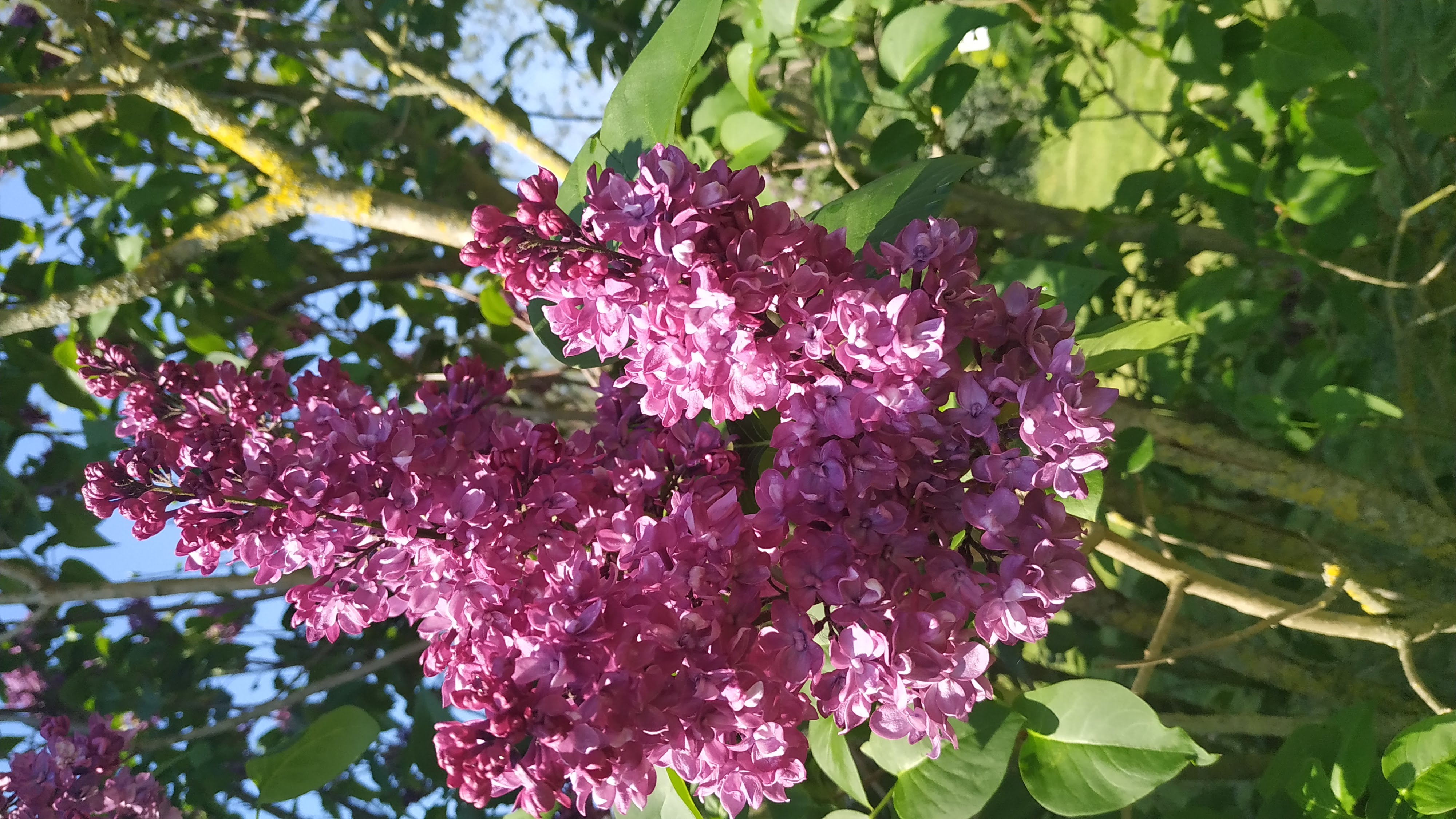 Lilas violet