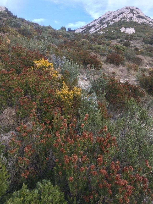 Images de biodiversité à Marseille