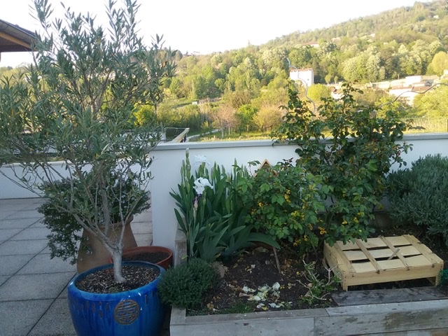 Biodiversité de terrasse