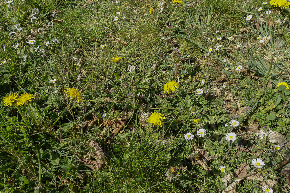 Biodiversité dans le jardin (Hotton)