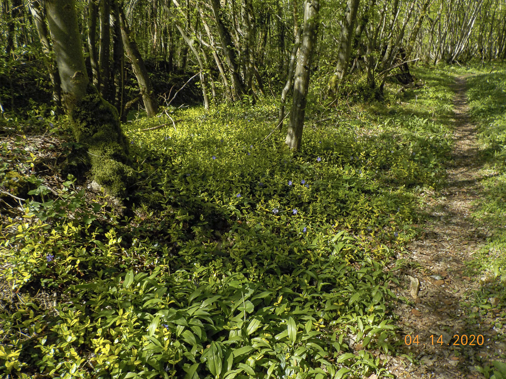 Biodiversité Sous-Bois Hotton