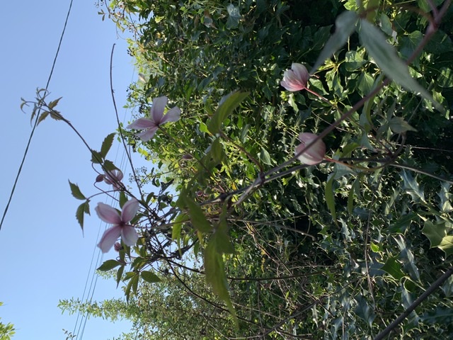 Clématites des montagnes