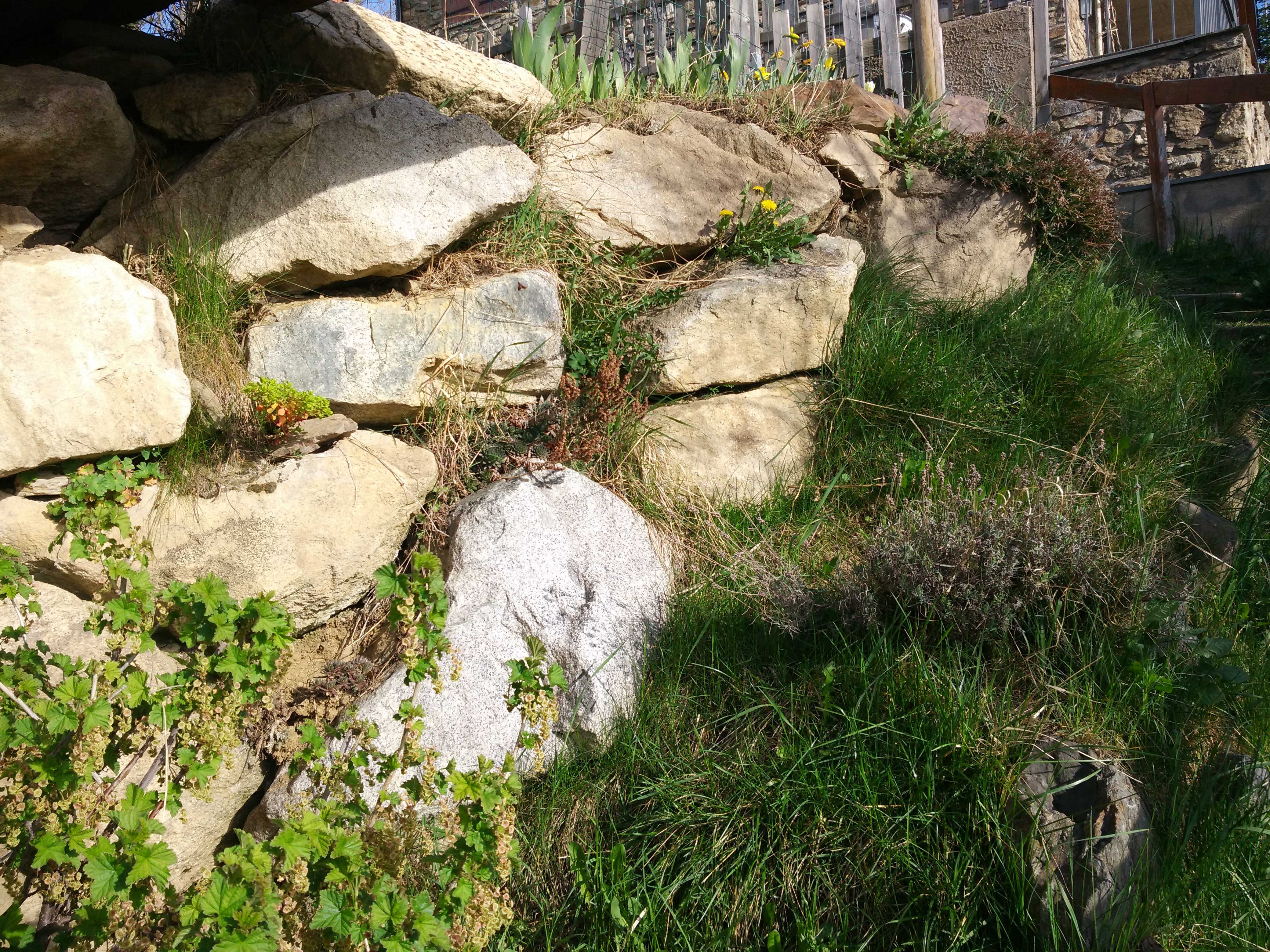 Biodiversité dans un muret