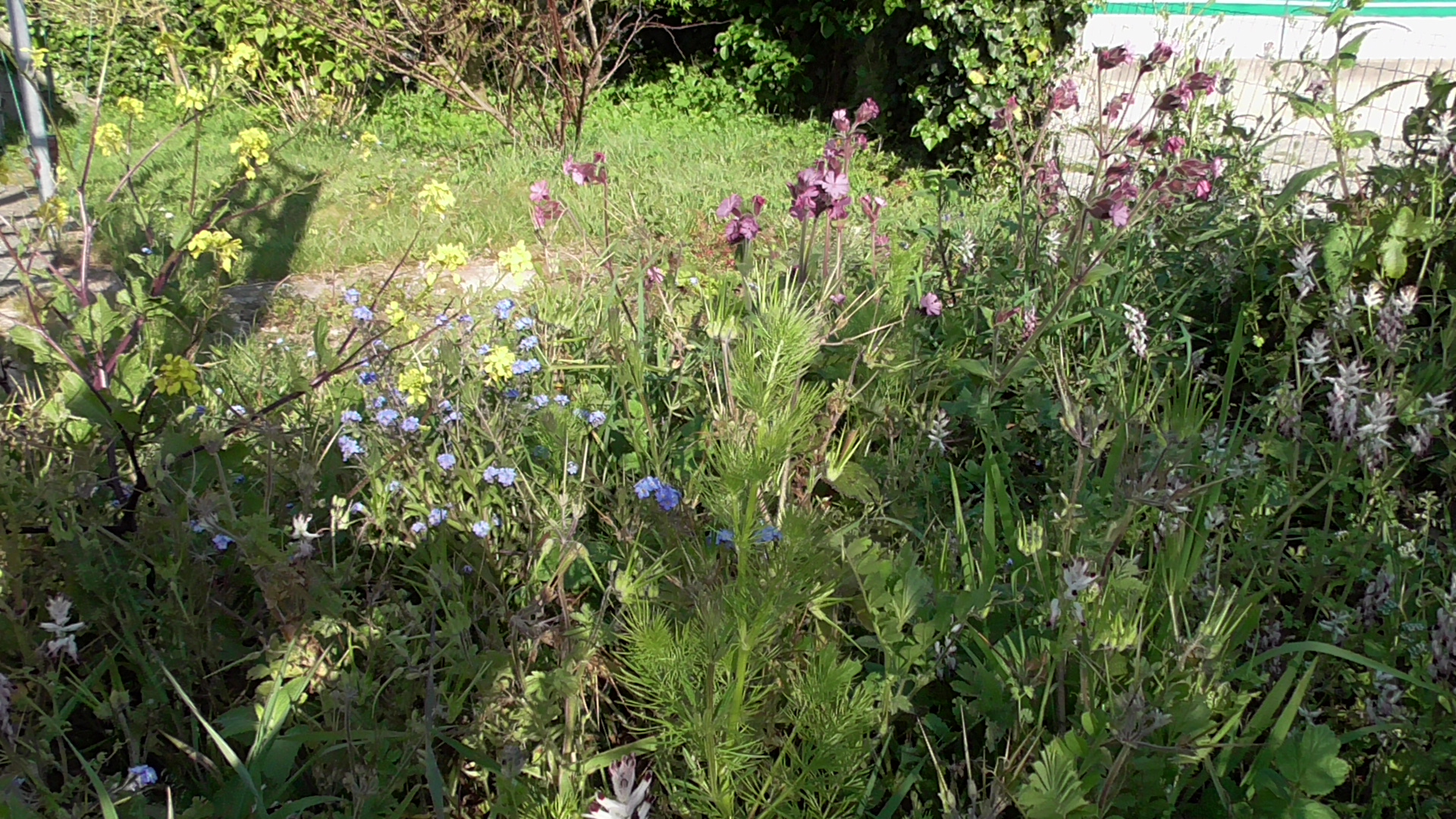 un morceau de jardin laissé en friche pour les insectes