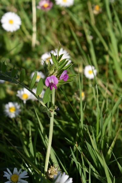 Vesce cultivée et pâquerettes