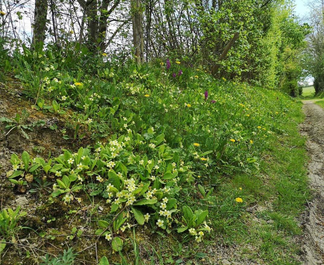 biodiversité de talus