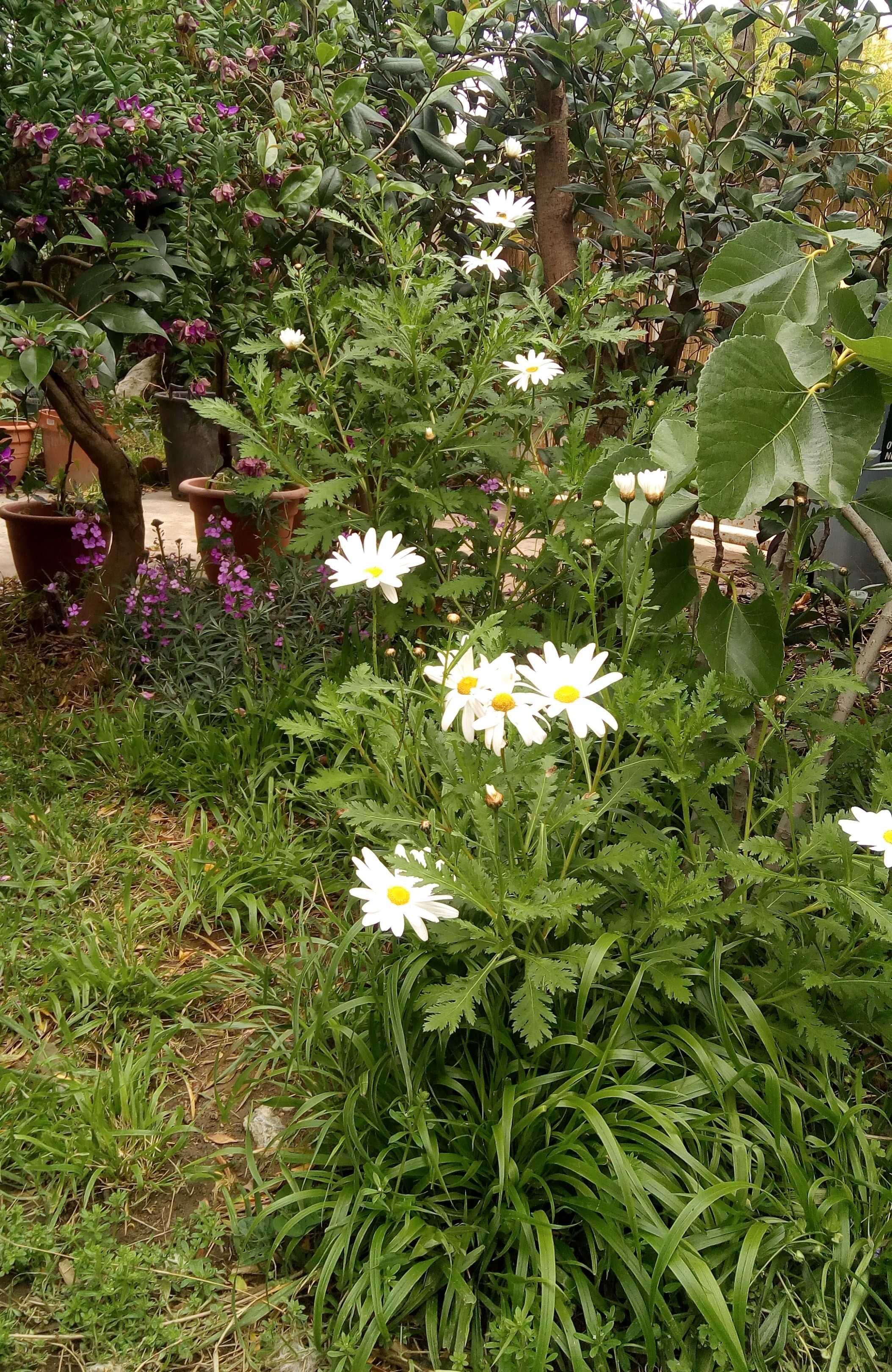 Biodiversité jardin