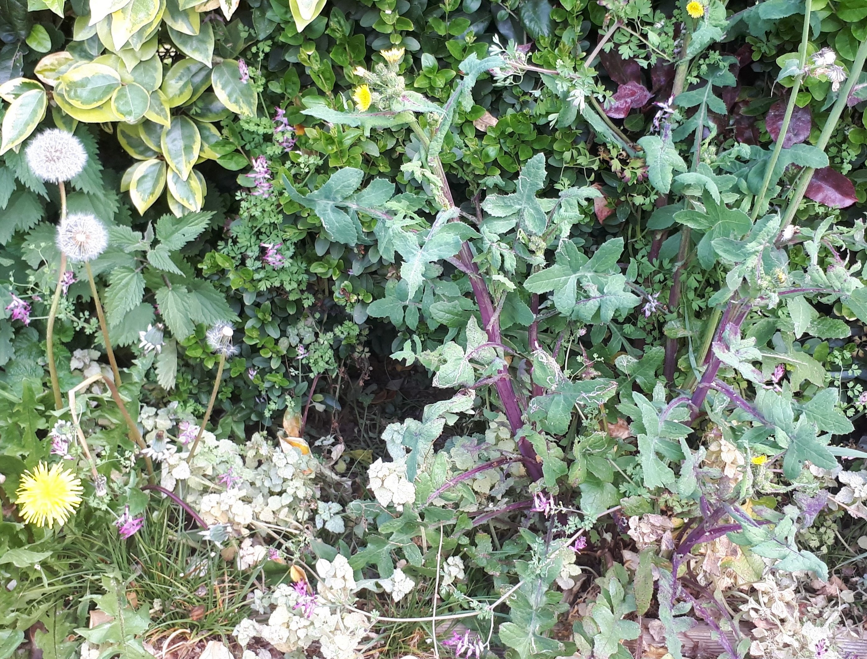 Ensemble de plantes au pied d'une haie