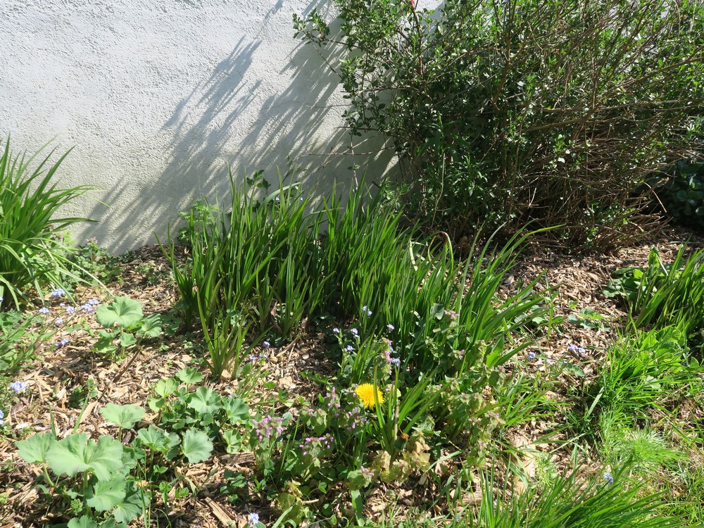 Biodiversité sur parterre