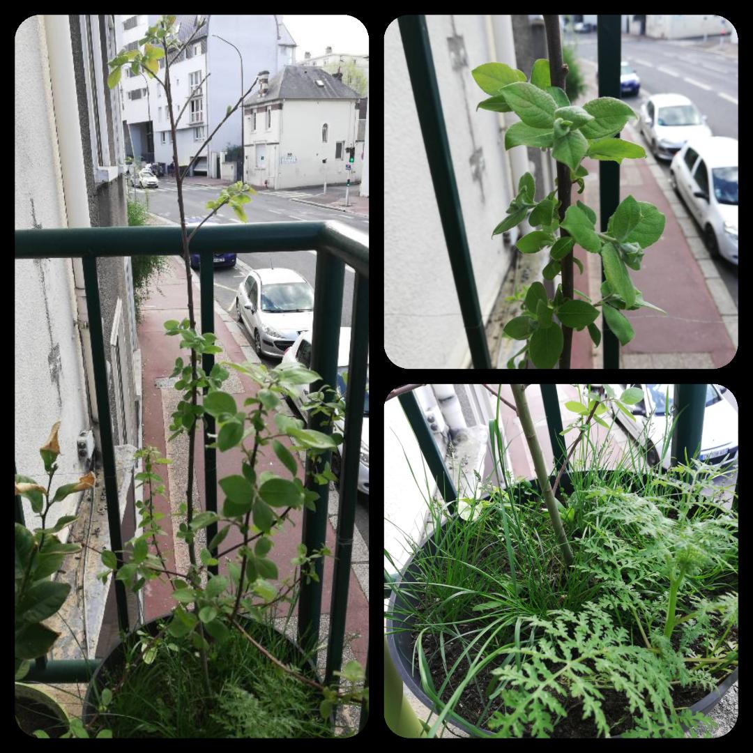 biodiversité dans mon bac à fleurs