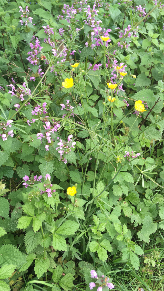 Observation de la biodiversité