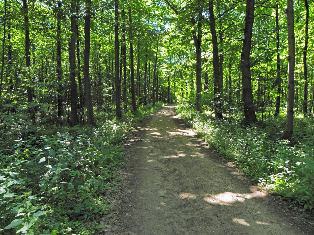 Forêt de chataigniers