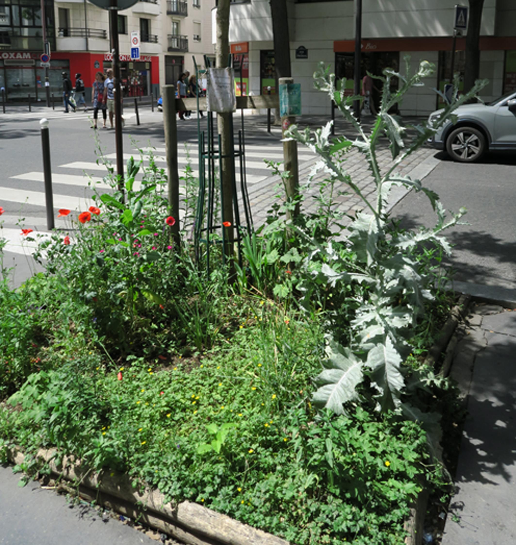 PlantesPieds d'arbres Paris20 Bouillon Blanc Iris Coquelicot Geranium.JPG