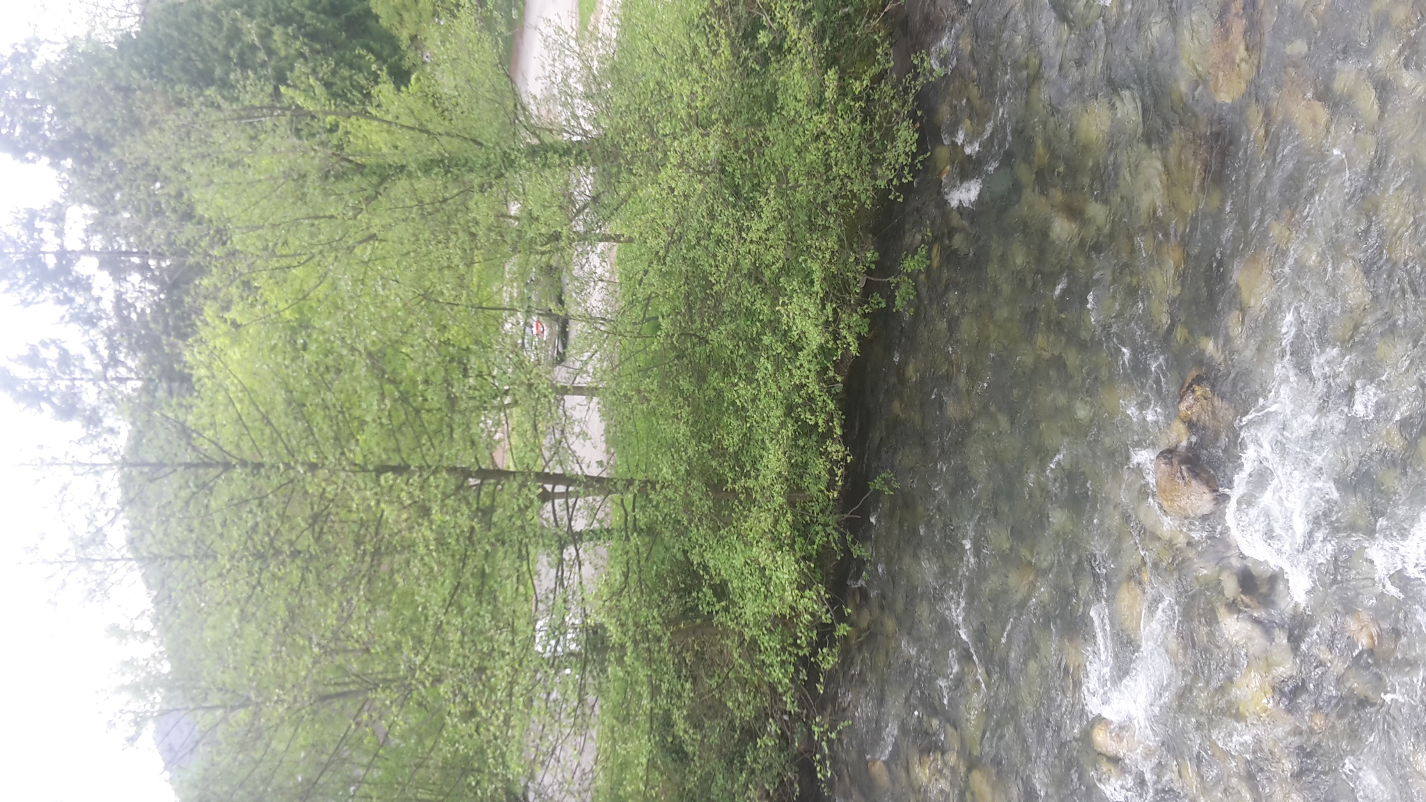bord de rivière (adour)