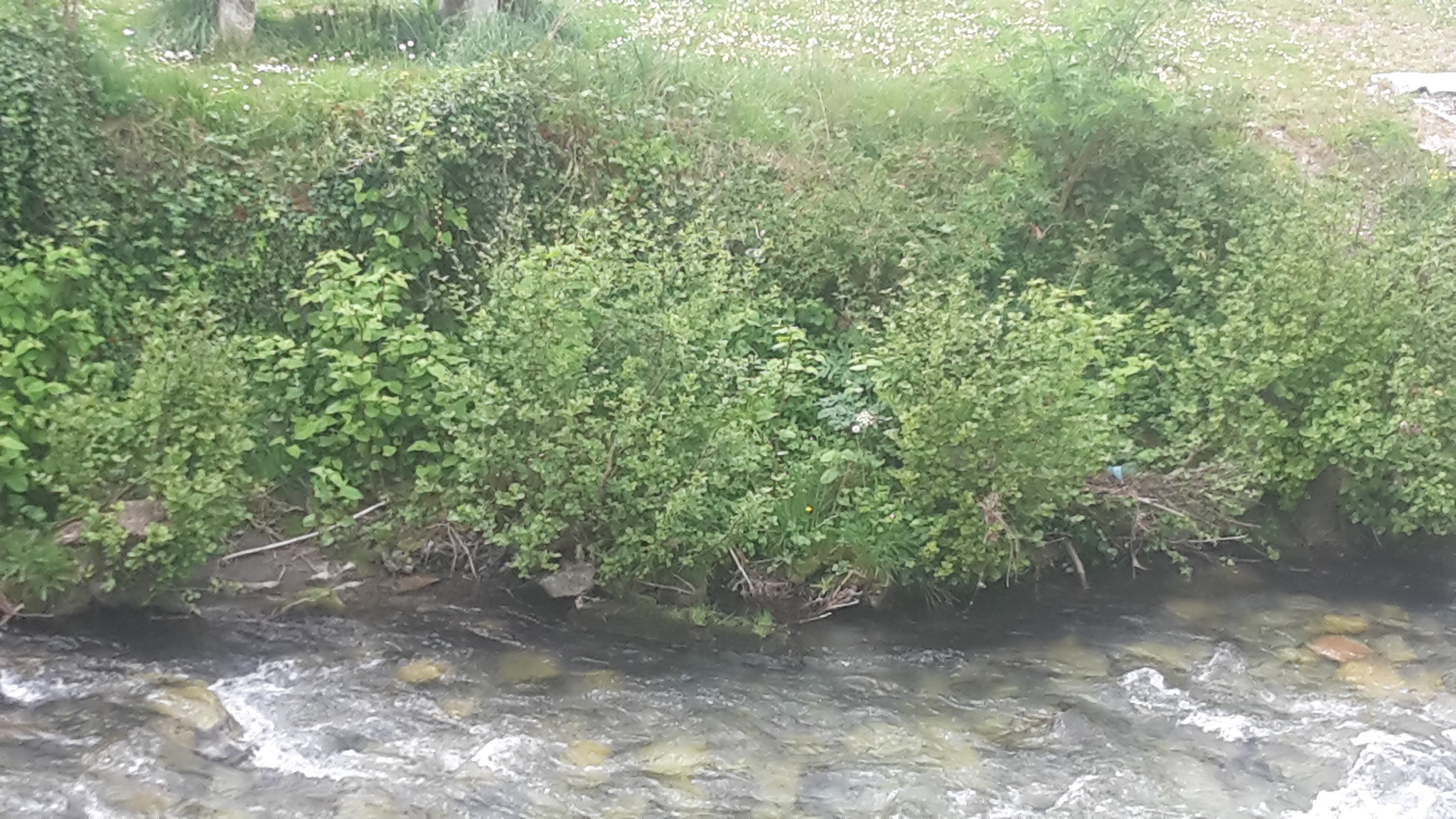 bord de rivière avec renouées