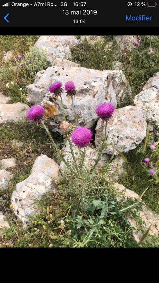 Fleur de chardon noircissant