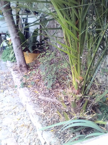 plate bande de jardin avec arbre et iris