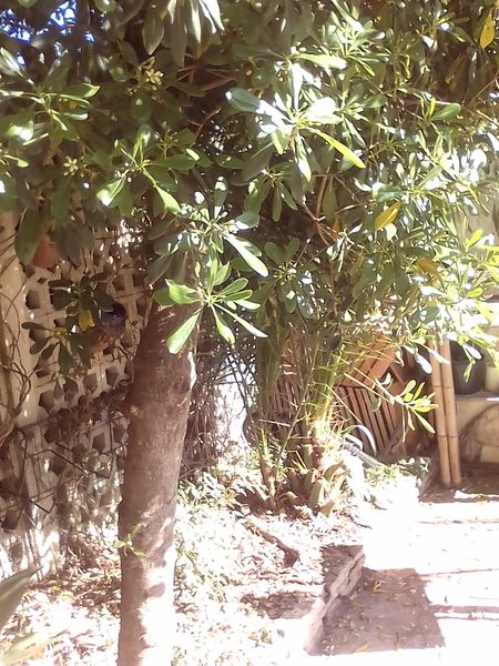 plate bande de jardin avec arbre et iris